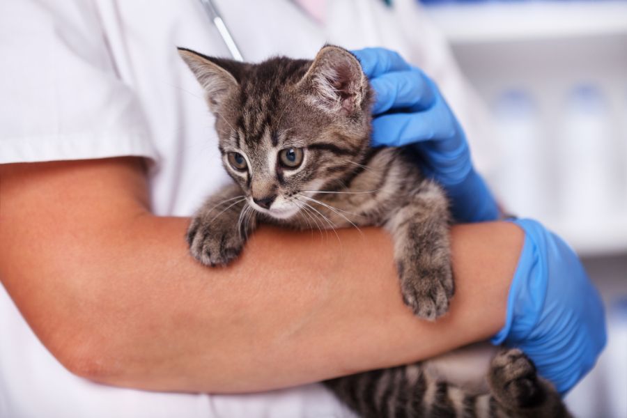 Gatto dal veterinario