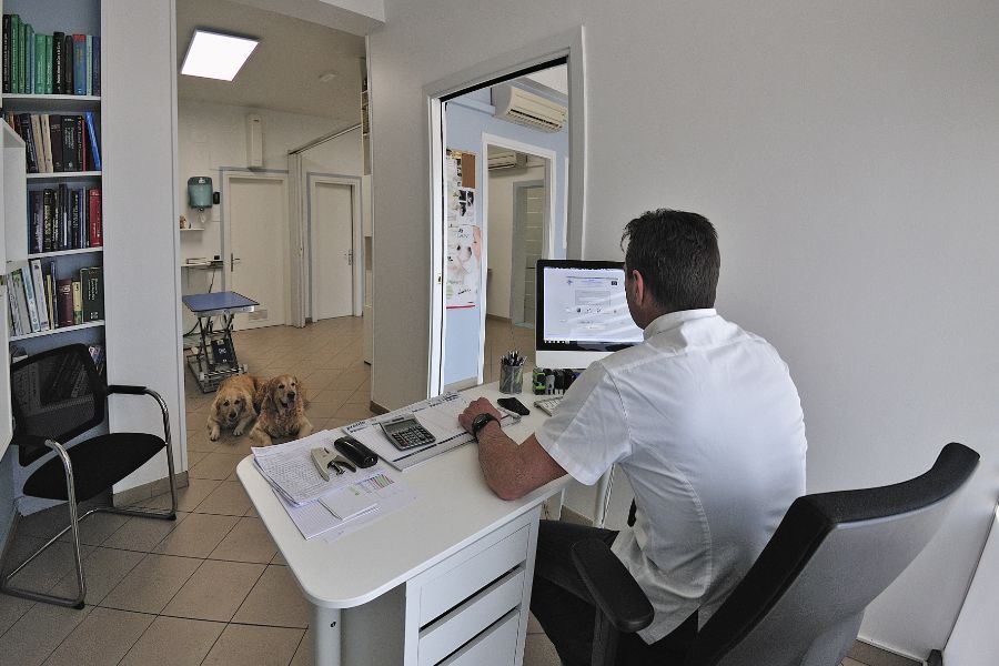 Medico veterinario