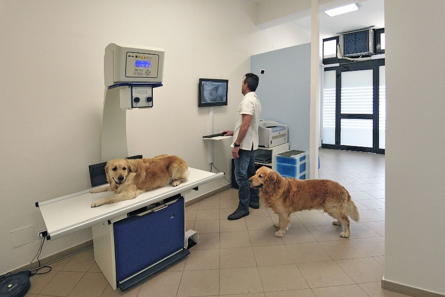 Lettino visite veterinarie