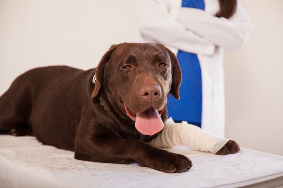 Cane con fasciatura