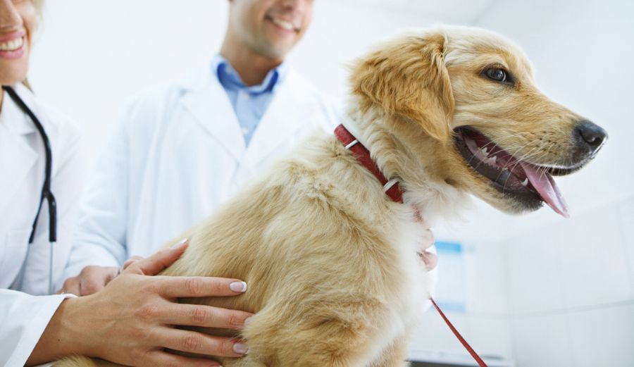 Cane dal veterinario