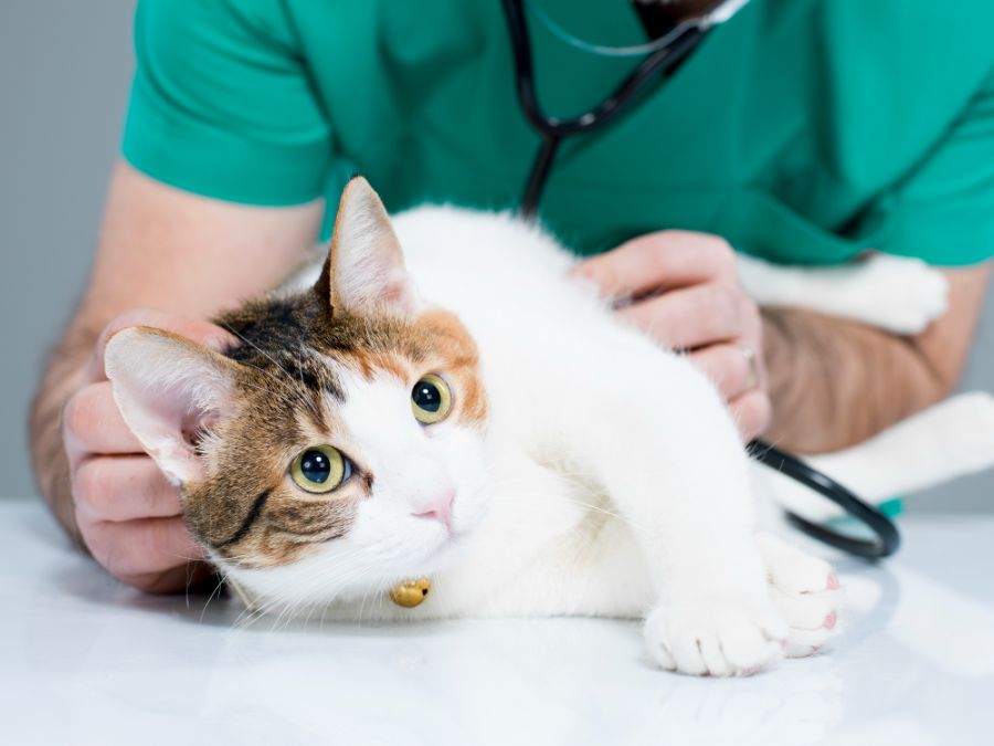 Gatto dal veterinario
