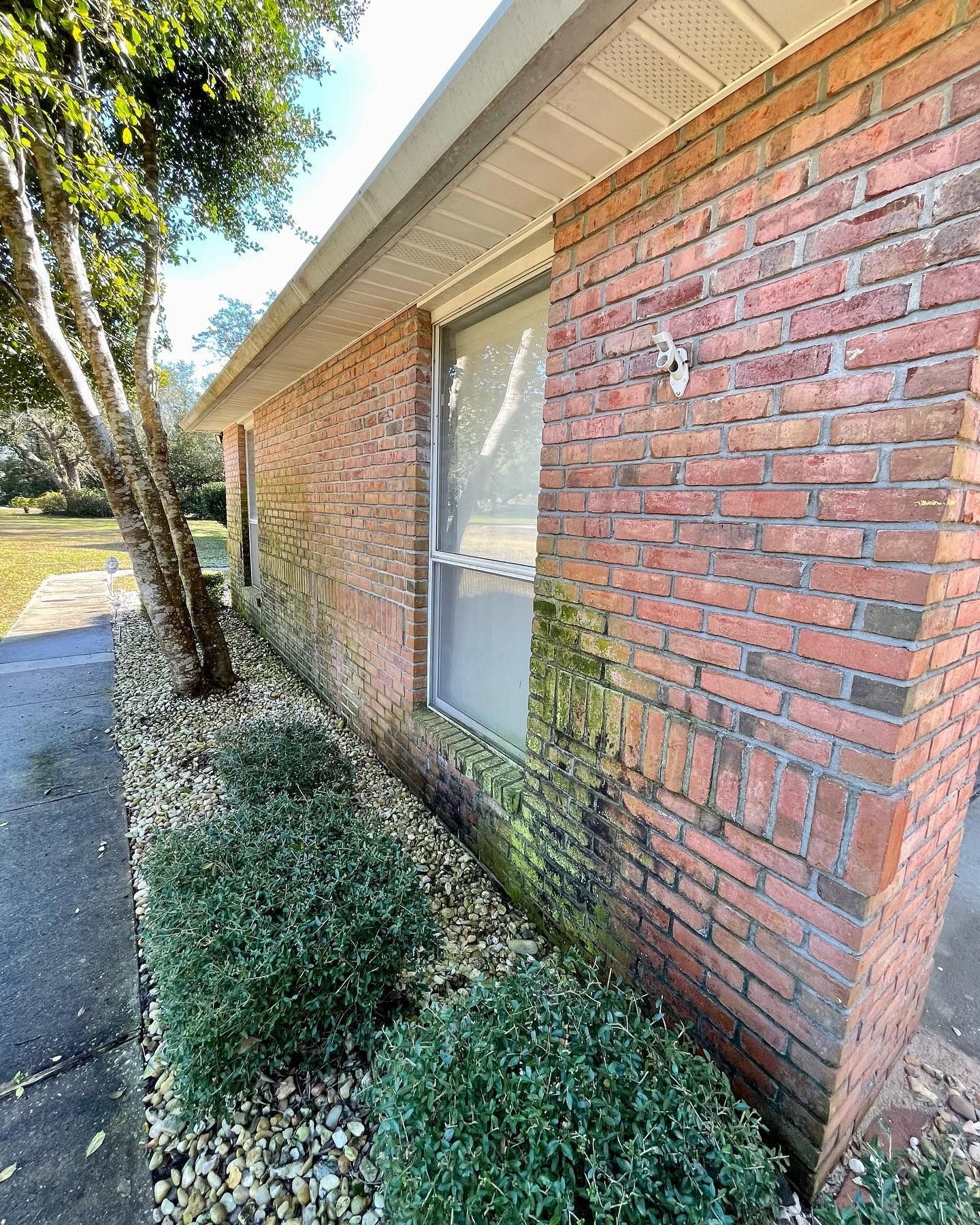 Red brick exterior wall with green algae, next to small bushes and a tree.