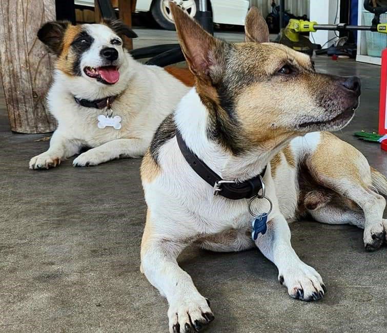 Two Dogs — Kirk Auto Know Mechanical in Stuart, QLD