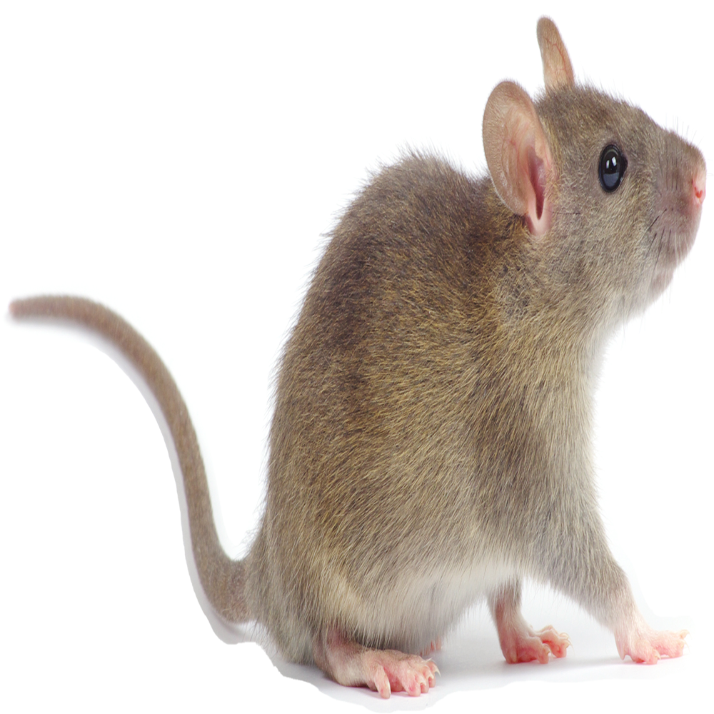 Mice — Maxwell, CA — Maximum Pest Control