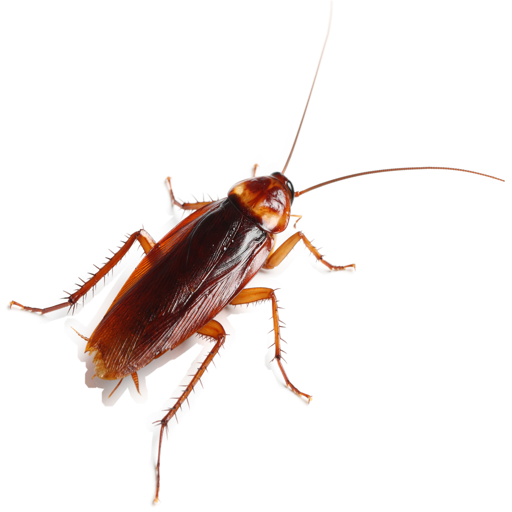 Cockroach — Maxwell, CA — Maximum Pest Control