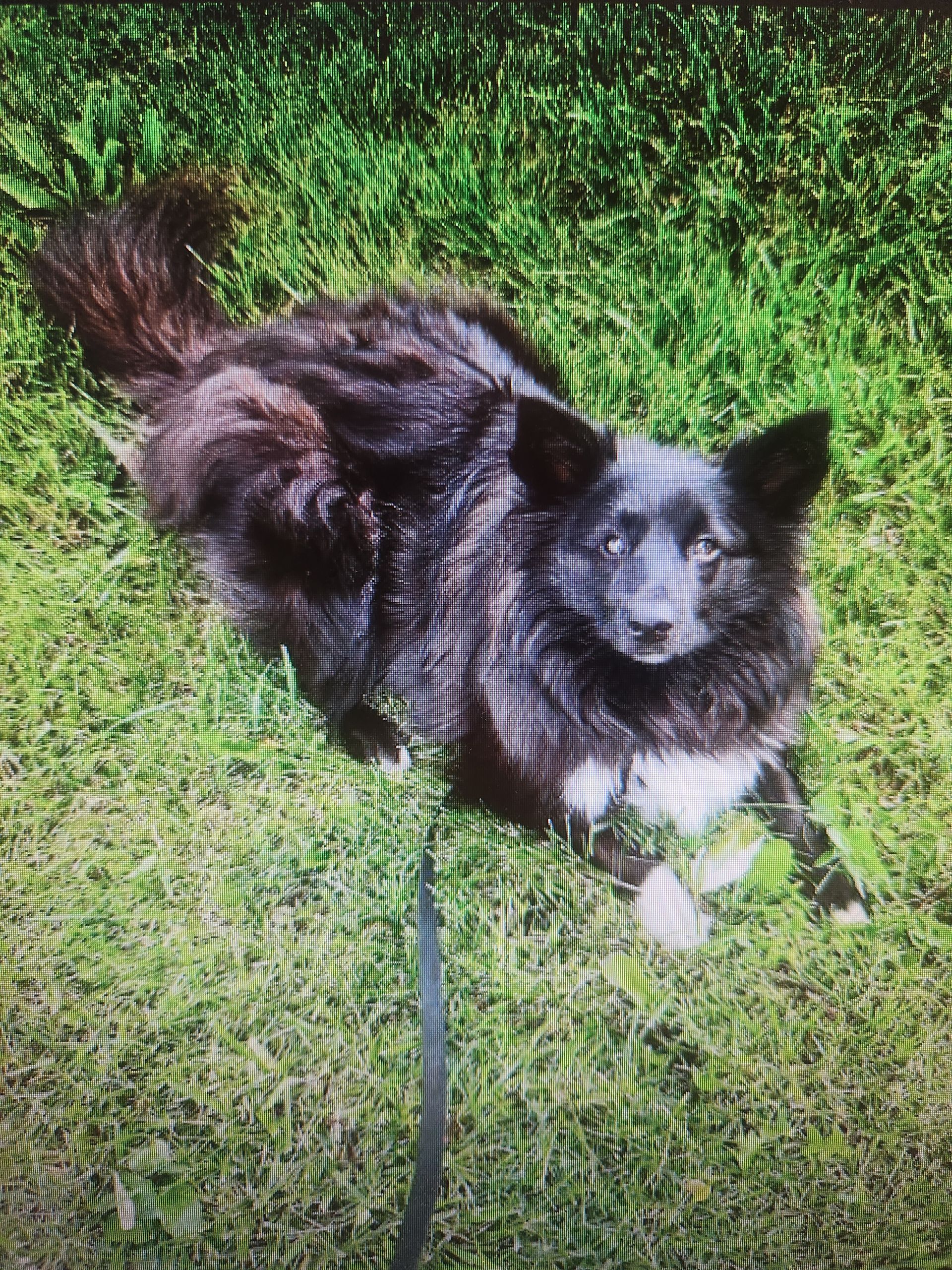 Black and white dog on green grass, looking at the camera.