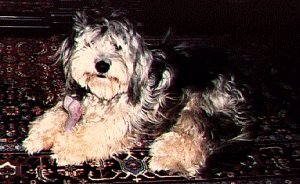 Dog, black and white, lying on patterned rug, wearing a pink ribbon.