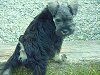 Black and gray Miniature Schnauzer dog sitting in front of a neutral background, looking at camera.