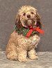 A small, light brown dog with brown ears, wearing a green collar and red bow.