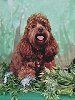Brown cocker spaniel with open mouth and tongue out, on greenery.