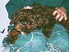 Dog being held in someone's lap, brown fur, green clothing, person's hands petting the dog.