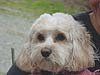 White-haired dog held by a person, looking at the camera.