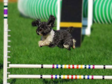 Small black and white dog jumping over colorful agility bars on a green field.