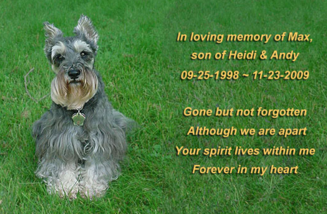 Schnauzer dog memorial on grass, with text: