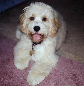Smiling, cream-colored Goldendoodle lying down on a pinkish-red carpet, looking at the viewer.