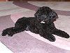 Black dog resting on a patterned bedspread.