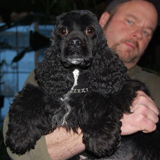 Black Cocker Spaniel held by a man; dog has a white chest marking, both looking at the camera.