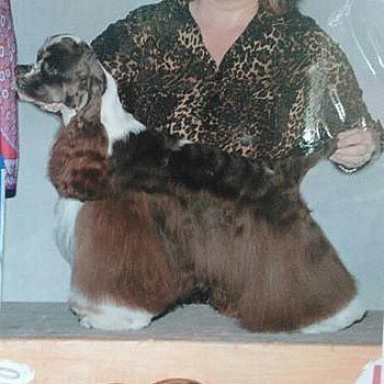 A brown, white, and black merle Cocker Spaniel being held by a person wearing a leopard print top.