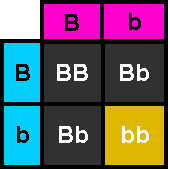 Punnett square: Offspring genotypes, with alleles B and b.