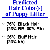 Predicted puppy litter hair color distribution: 75% black (BB, Bb), 25% buff (bb).