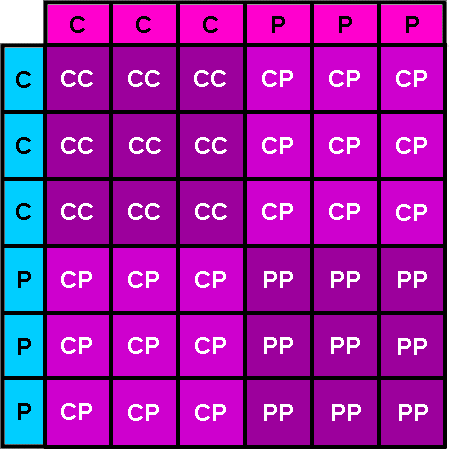A grid with C and P in various combinations, depicting a pattern or system, with color-coded rows and columns.