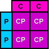 Punnett square: Blue “P” and pink “C” alleles combine to create “CP” alleles.