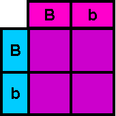 Punnett square with genotypes BB, Bb, and bb, in pink and blue.