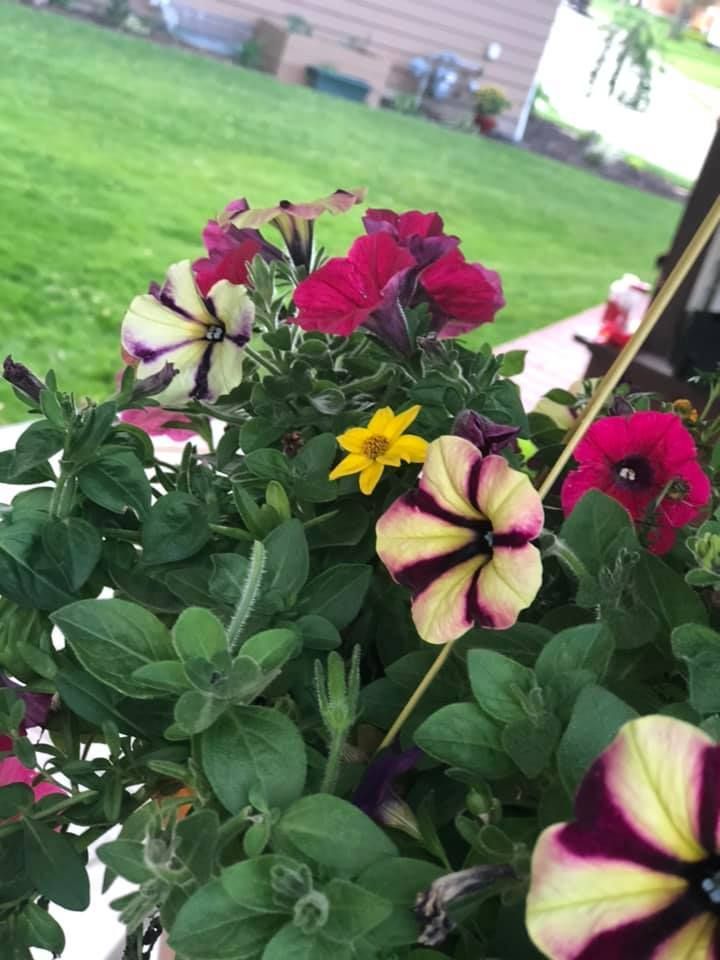 A bunch of flowers are growing in a pot in a garden.