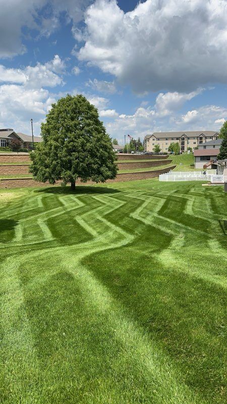 There is a tree in the middle of a lush green field.