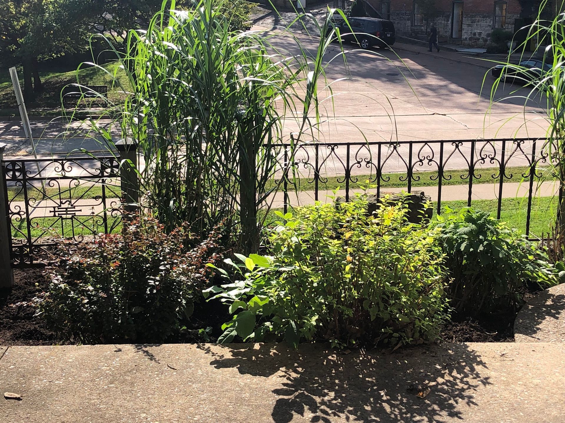A fence with a lot of plants in front of it