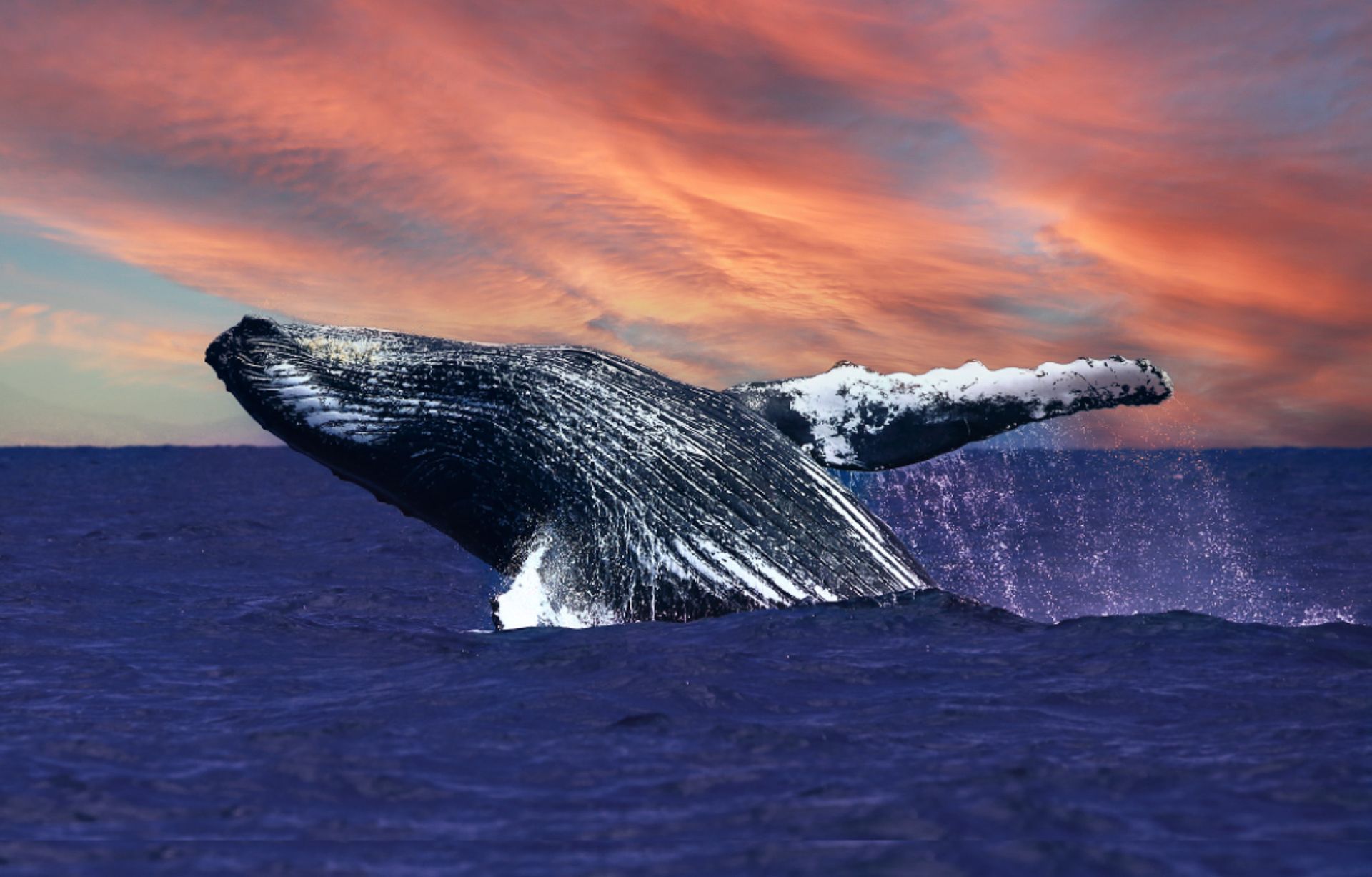 Whale Watching