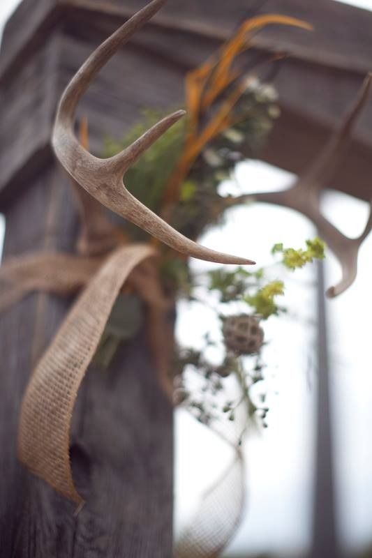 Deer antlers in the foreground with a blurred hanging plant and light background