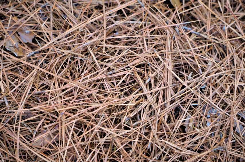 A pile of pine needles laying on the ground.