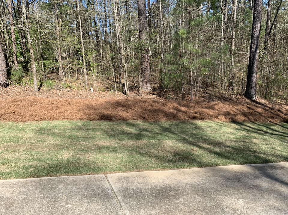 A concrete driveway leads to a patch of green grass bordering a mound of brown pine straw in front of a wooded area.