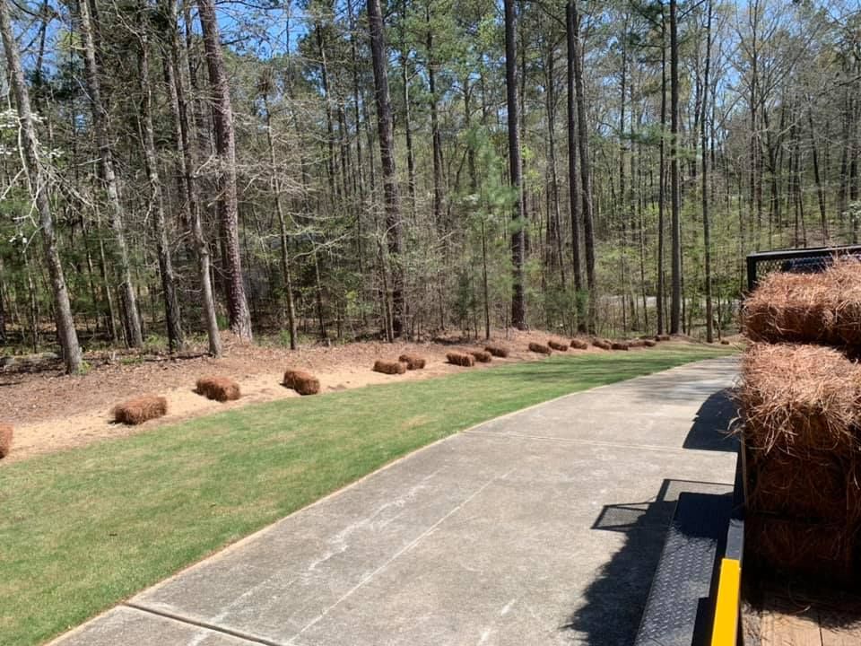 A row of pine straw bales lined up along a grassy lawn next to a driveway near a wooded area.