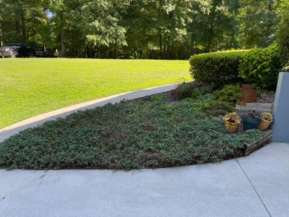 A landscaped garden bed filled with low-growing green groundcover, bordered by a concrete driveway and a grassy lawn.
