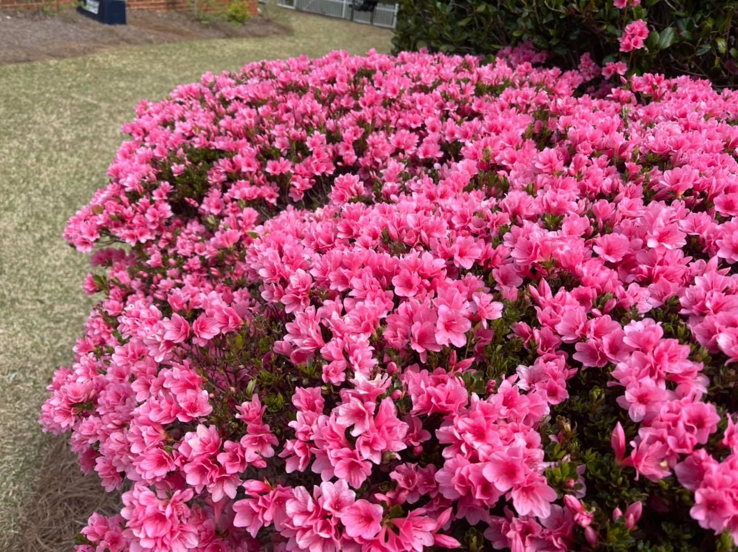 A dense, vibrant bush covered in numerous pink azalea blossoms outdoors on a sunny day.