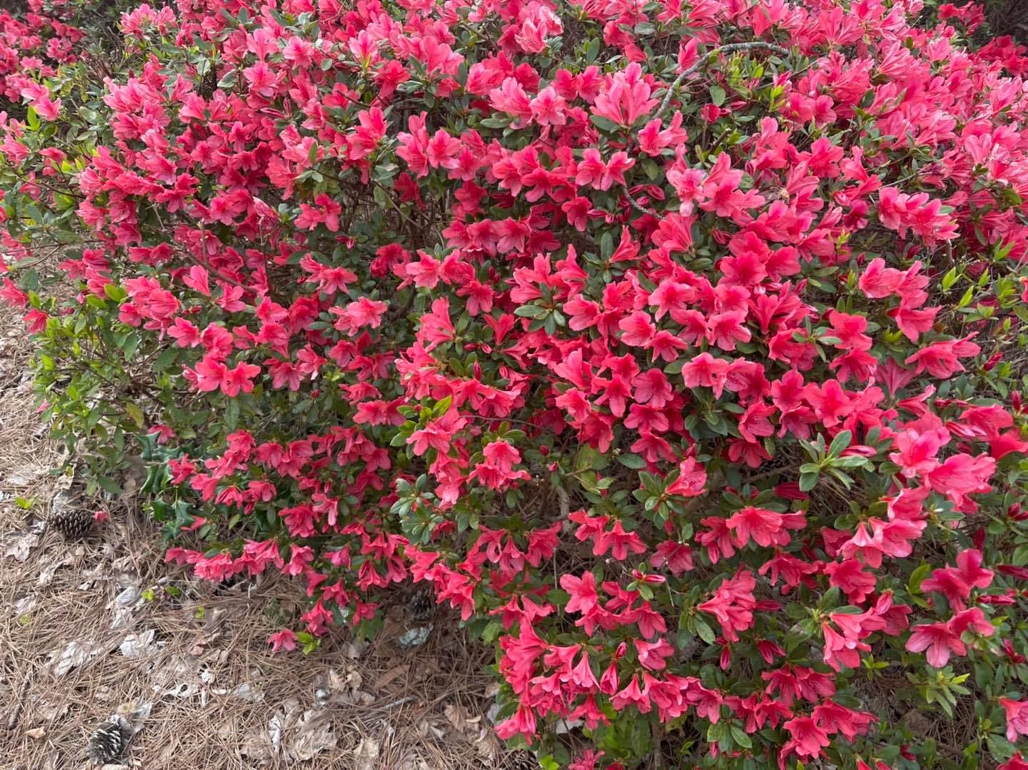 A dense shrub covered in vibrant, hot-pink azalea flowers, growing in a garden bed with mulch.