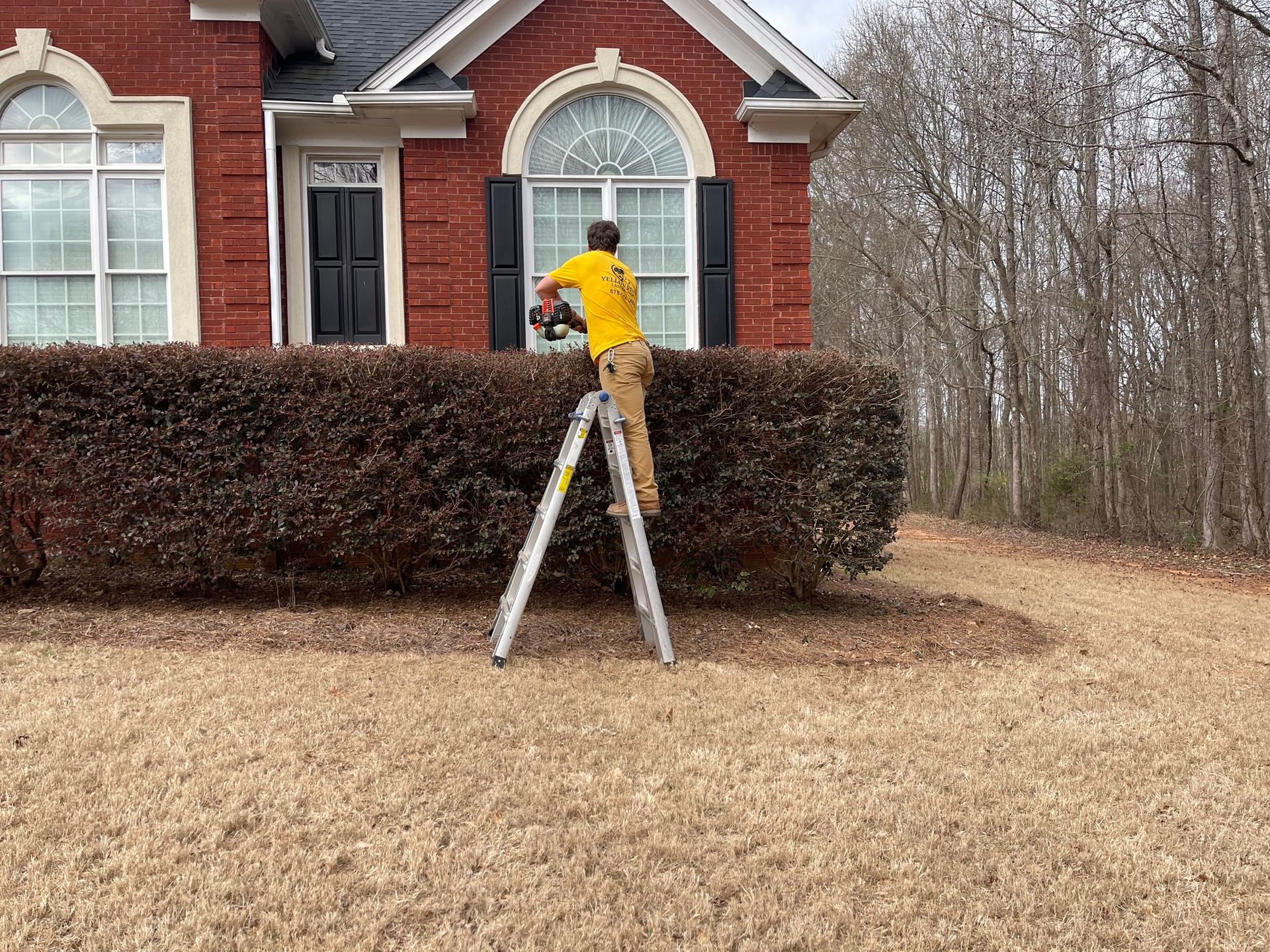 A person in a yellow shirt stands on a stepladder, trimming a large hedge in front of a red brick house.