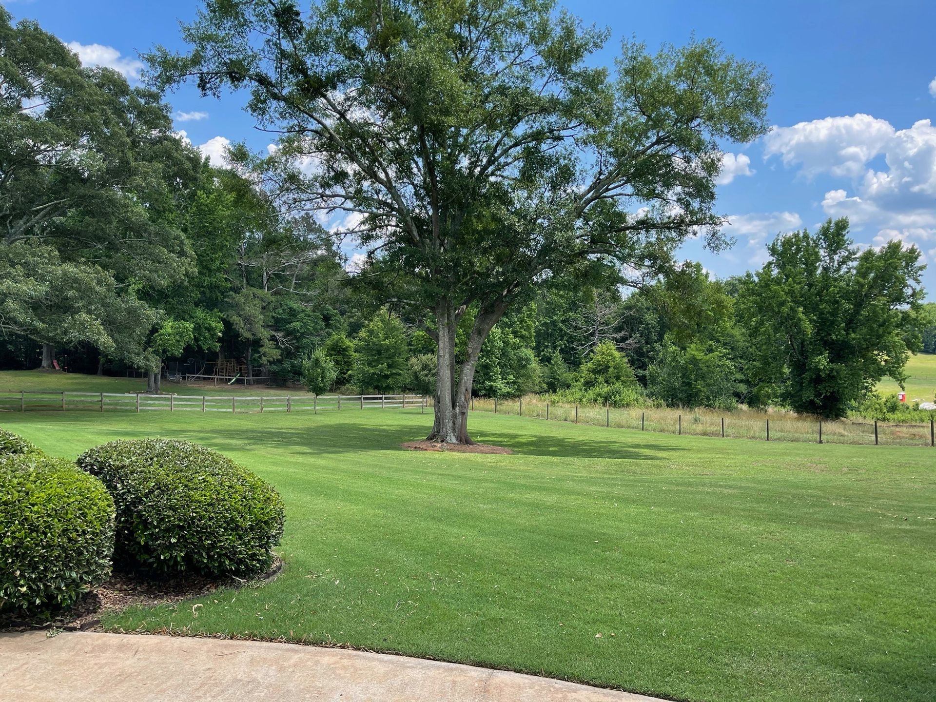 A sunlit lawn features two rounded bushes in the foreground, a central large tree, and a distant treeline under blue sky.