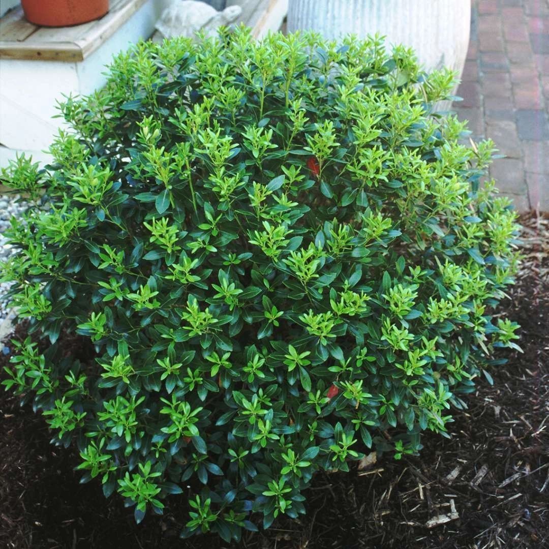 Compacta Holly