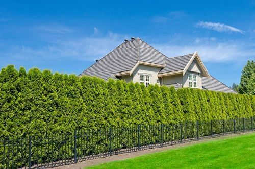 Landscaping Privacy Trees