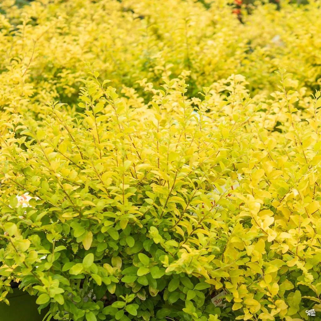 A dense shrub featuring vibrant yellow-green foliage with small, rounded leaves, filling the frame.