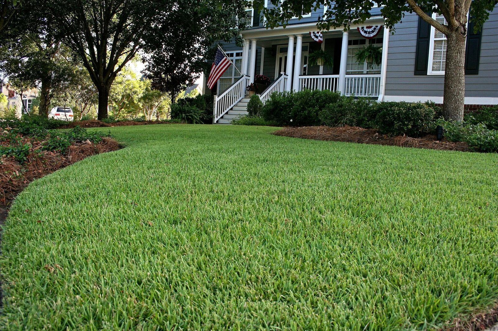 Empire Zoysia
