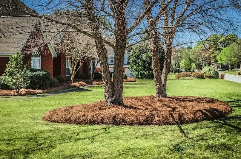 Pine Straw