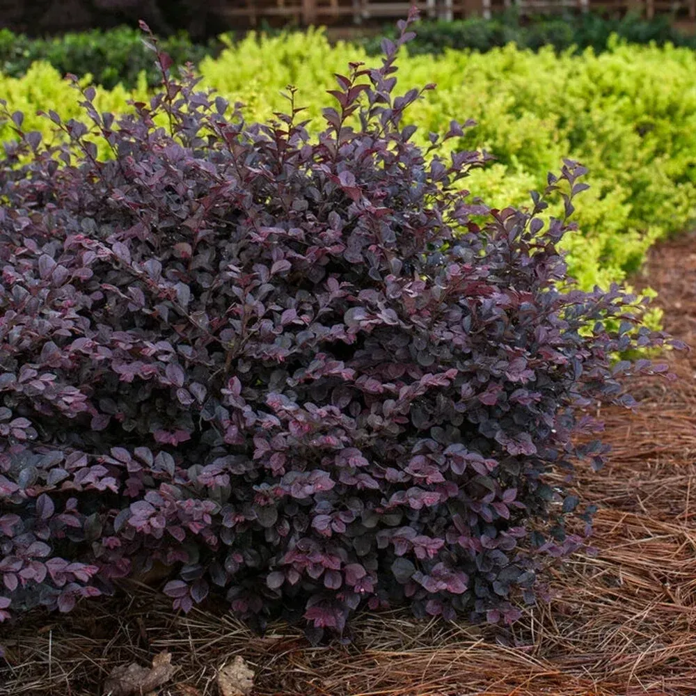 Loropetalums