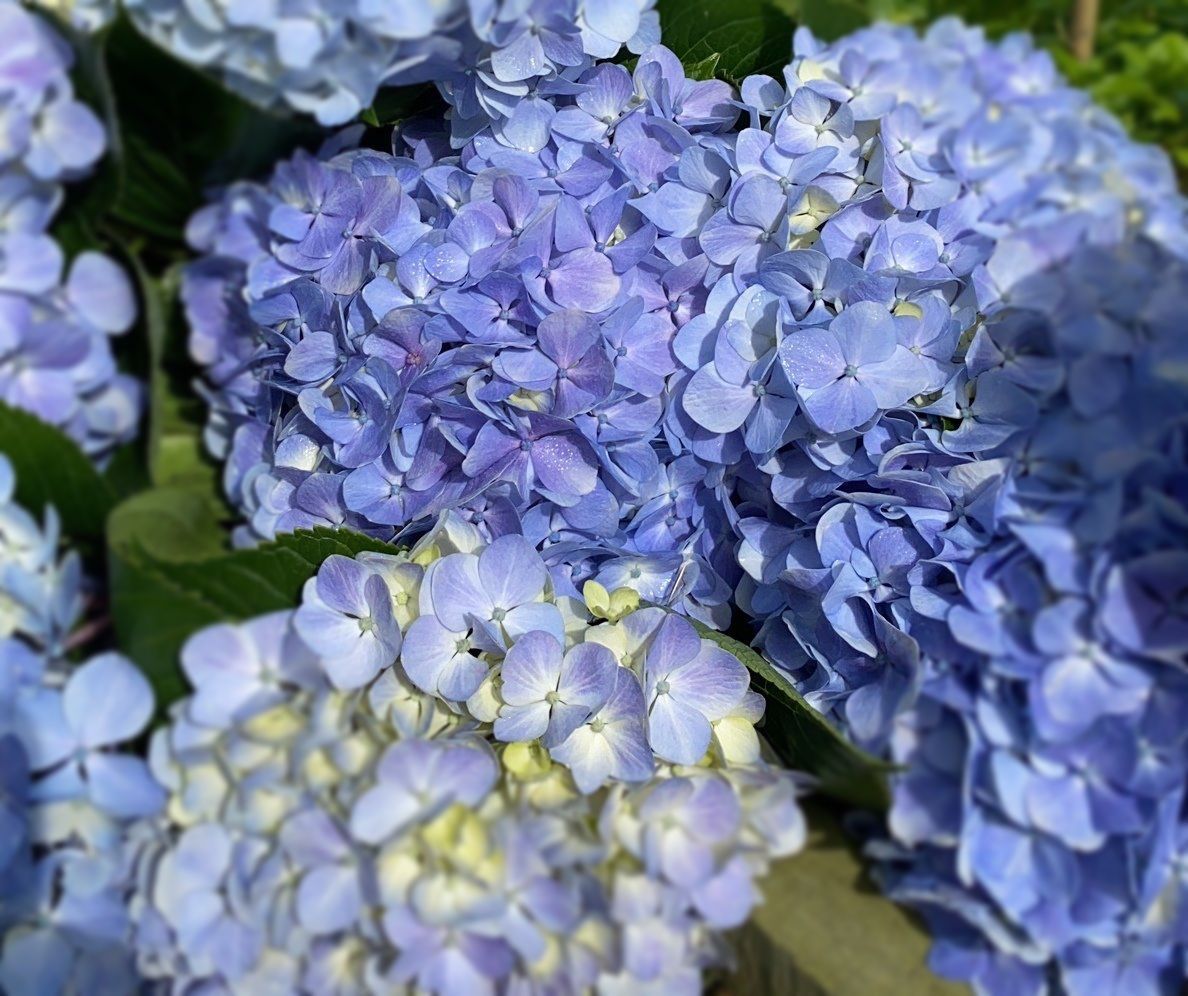 Colombian flowers