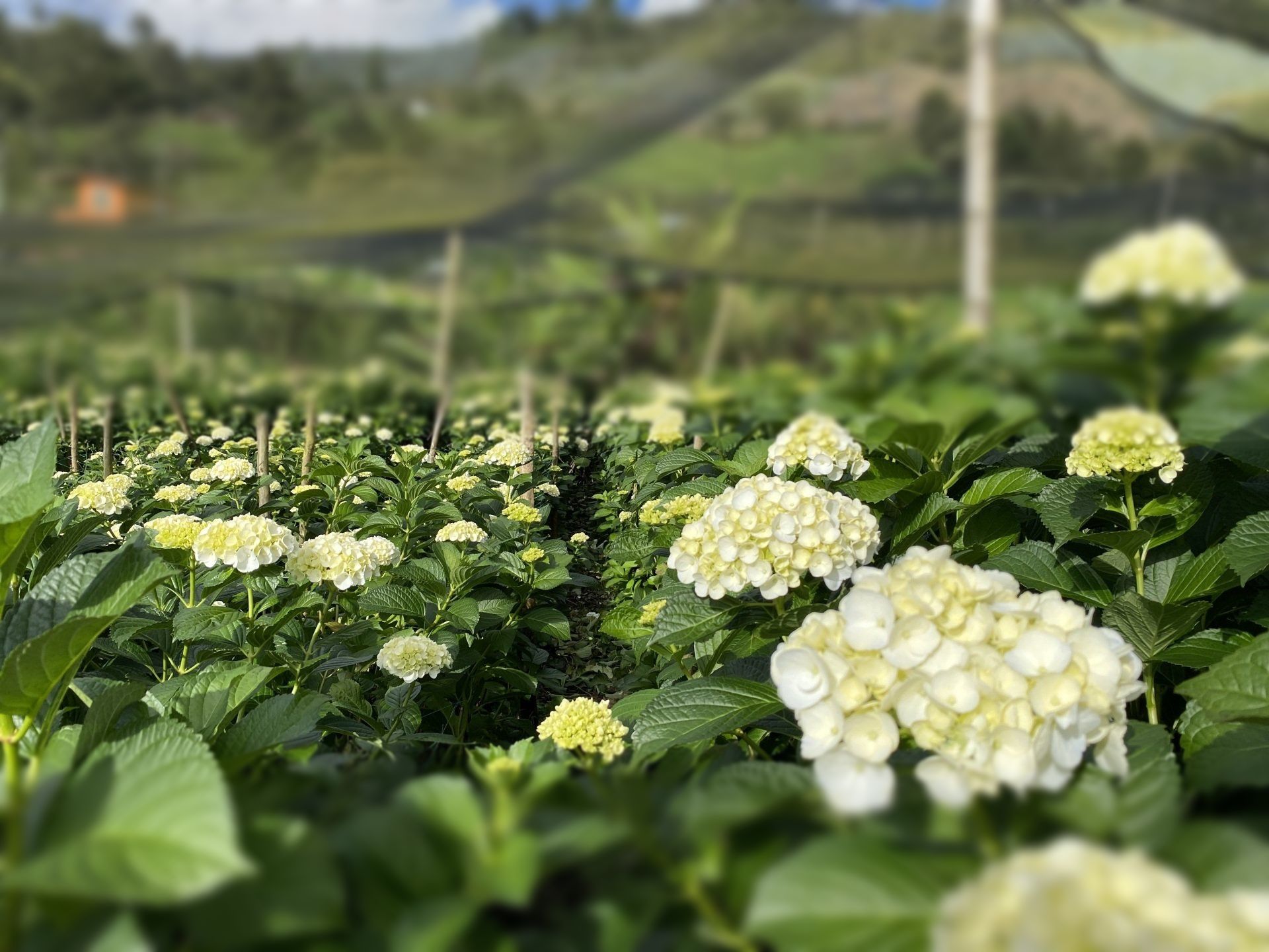 white Colombian hydrangea