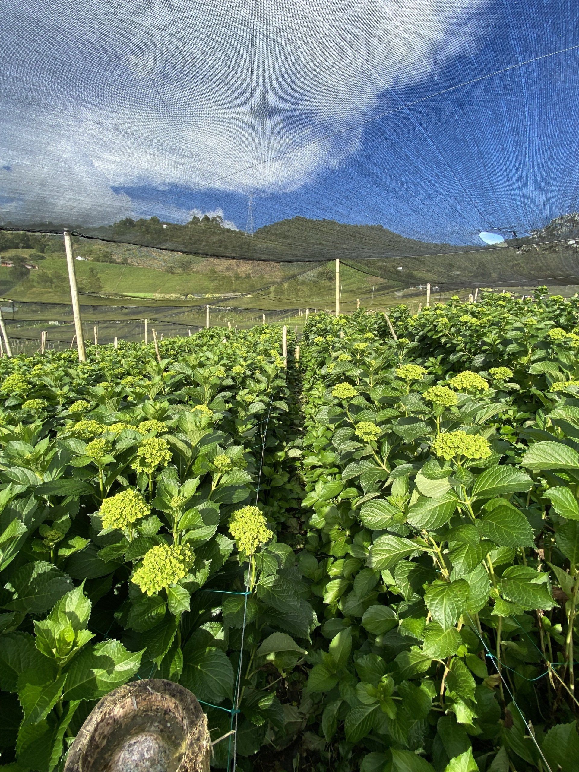 Green Hydrangea direct from farm